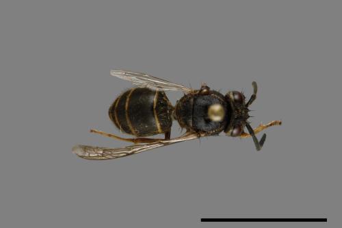 Vespula flaviceps[細黃胡蜂][00073390]