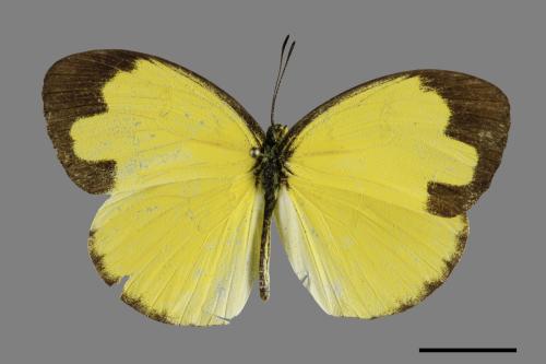 Eurema blanda arsakia[臺灣黃蝶][00101321]