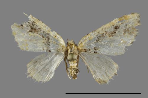 Chloroclystis rubtoviridis[紫斑小翅波尺蛾][00091682]