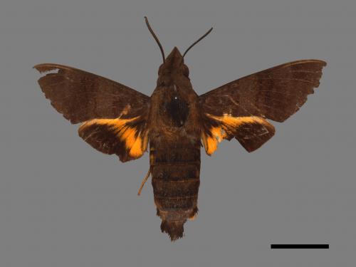 Macroglossum corythus luteata[黃紋長喙天蛾][00030573]