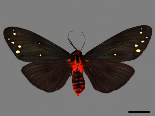 Taicallimorpha albipuncta[烏麗燈蛾][00055905]