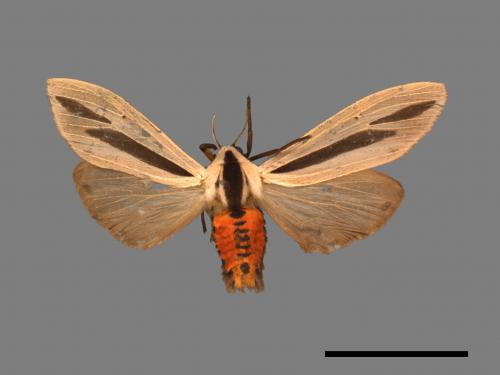 Creatonotos gangis[黑條灰燈蛾][00020397]