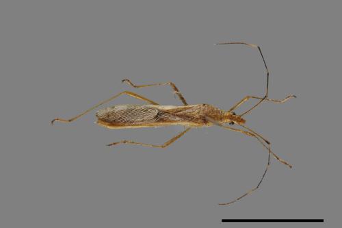 Leptocorisa acuta[禾蛛緣蝽][00054233]