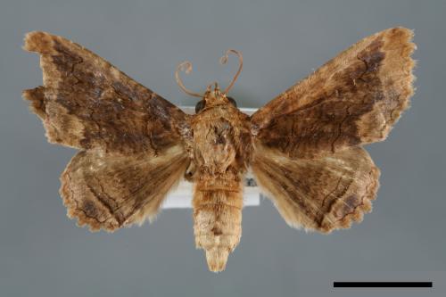 Pericyma cruegeri[00007129]