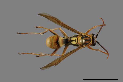 Polistes formosanus[00117575]