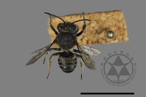 <已分類>Genus：Megachile[切葉蜂屬][00197167]