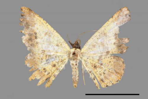 Lophobates inchoata[褐緣黃尺蛾][00045446]
