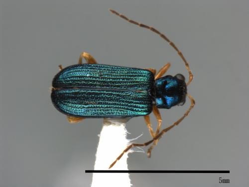 <已分類>Family：Chrysomelidae[金花蟲科][00084035]