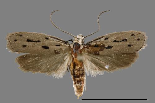 Ethmia maculifera[00034662]