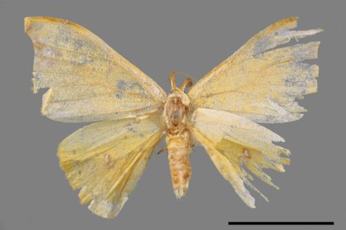 Tridrepana unispina[白點黃鉤蛾][00053452]