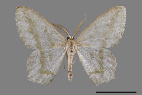 Maxates thetydaria[綠帶尖尾尺蛾][00093277]