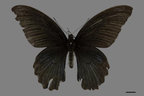 Papilio memnon heronus[大鳳蝶][00093778]