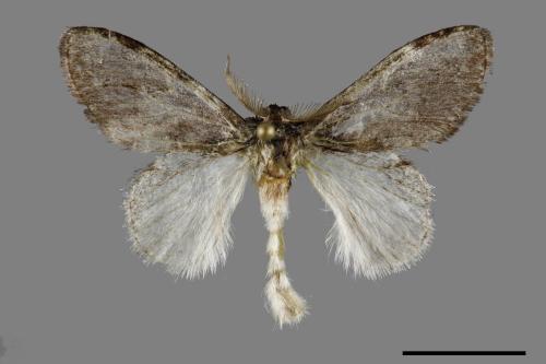 Liparopsis postalbida[中灰舟蛾][00091690]