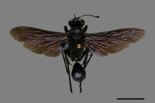 <已分類>Family：Sphecidae[細腰蜂科][00072552]