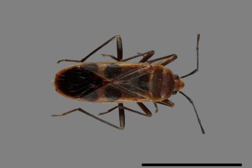 Physopelta gutta[大星椿象][00041065]