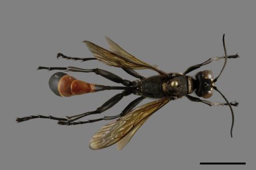 <已分類>Family：Sphecidae[細腰蜂科][00100147]