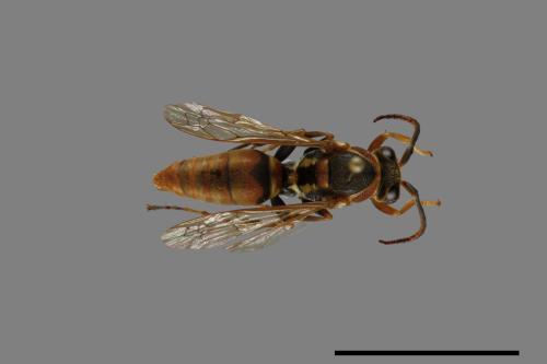 Polistes takasagonus[雙斑長腳蜂][00072711]