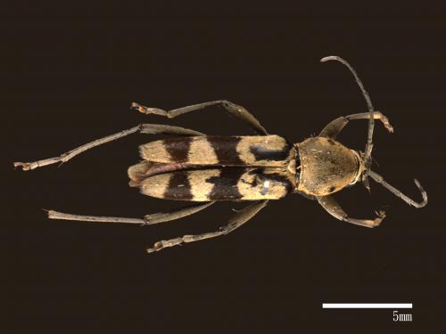Chlorophorus signaticollis[曲紋虎天牛(淡黑虎天牛)][00080373]