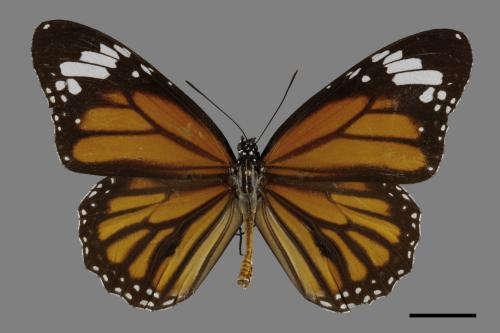 Danaus genutia[黑脈樺斑蝶][00093847]