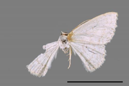 <已分類>Genus：Scopula[00044114]