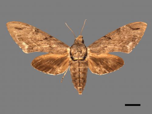 Psilogramma increta[霜降天蛾][00017618]