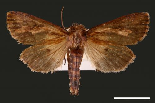 Nonagria nigropunctata[00002655]