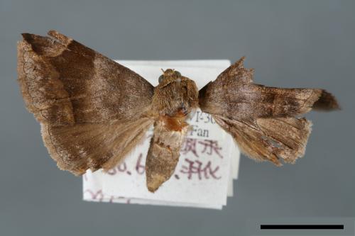 Dysgonia amygdalis[00005743]