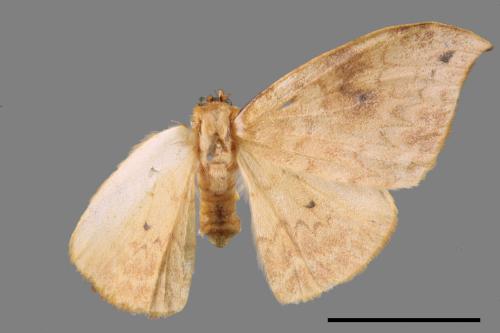 Strepsigonia diluta takamukui[枯葉紋鉤蛾][00054553]