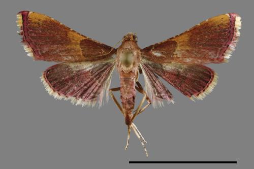 <已分類>Family：Pyralidae[螟蛾科][00027903]