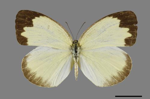 Eurema blanda arsakia[臺灣黃蝶][00102146]