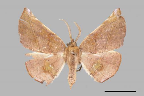 Garaeus apicata formosanus[後紋鈎角尺蛾][00053483]