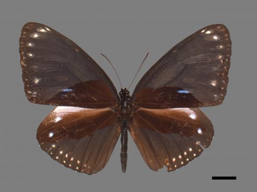 Euploea eunice hobsoni[圓翅紫斑蝶][00024782]