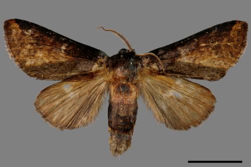 Neodrymonia seriatopunctata[黃肩舟蛾][00035371]