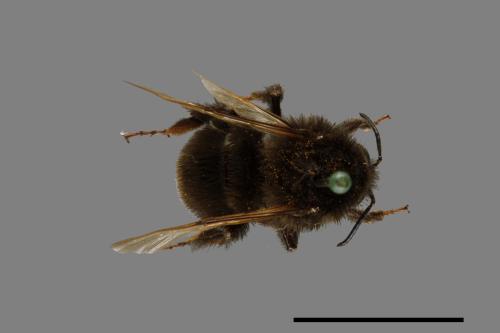 Bombus trifasciatus[威氏熊蜂][00074713]