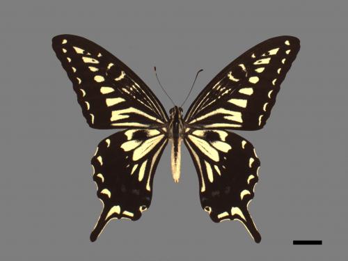 Papilio xuthus[柑橘鳳蝶][00090291]