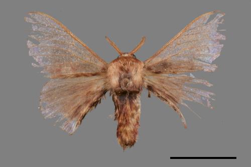 Triuncina brunnea[褐斑白蠶蛾][00053080]
