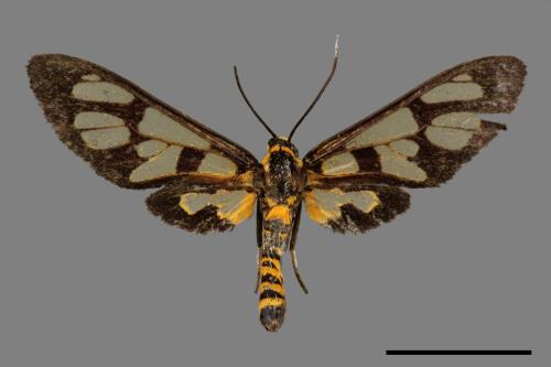 Eugoa bipunctata[雙點良苔蛾][00031388]