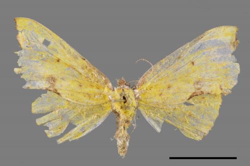 Corymica spatiosa[細紋圓窗黃尺蛾][00052487]