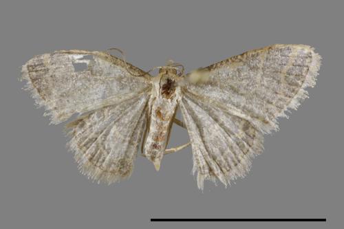 <已分類>Genus：Idaea[00069860]