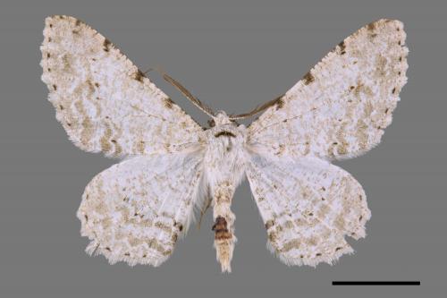 Lassaba parvalbidaria parvalbidaria[污雪雙斑尺蛾][00033800]