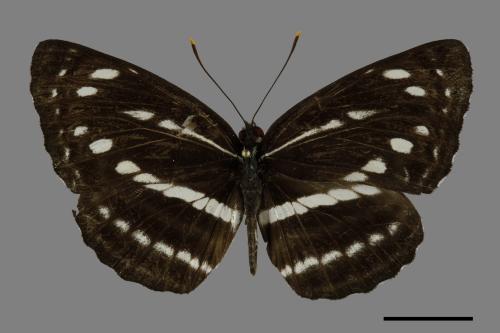 Neptis nata lutatia[臺灣三線蝶][00101102]