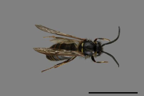 Vespula flaviceps[細黃胡蜂][00073405]
