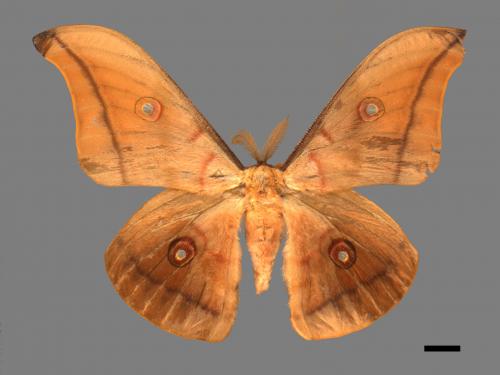 Antheraea pernyi[姬透目天蠶蛾][00016465]