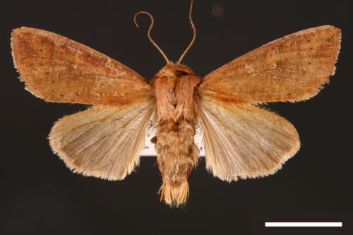 Mythimna pallidicosta[00001585]
