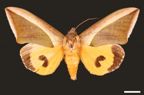 Eudocima salaminia[00005091]