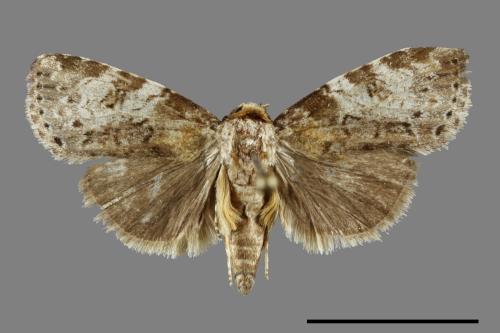 Bryophilina mollicula[00093278]