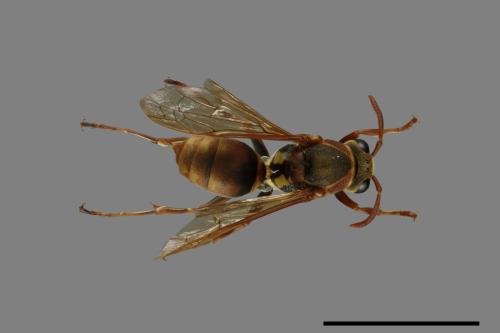 Polistes takasagonus[雙斑長腳蜂][00072685]