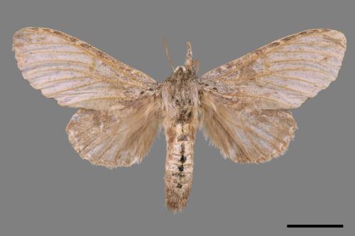 Stauropus alternus[弓紋蟻舟蛾][00053413]