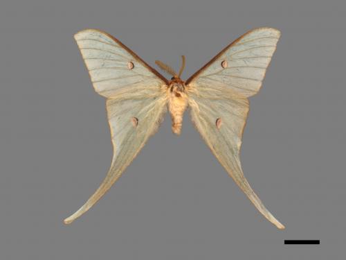 Actias neidhoederi[姬長尾水青蛾][00016387]