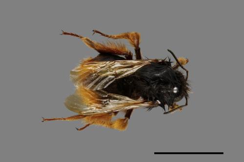 Bombus flavescens[黃色熊蜂][00074717]